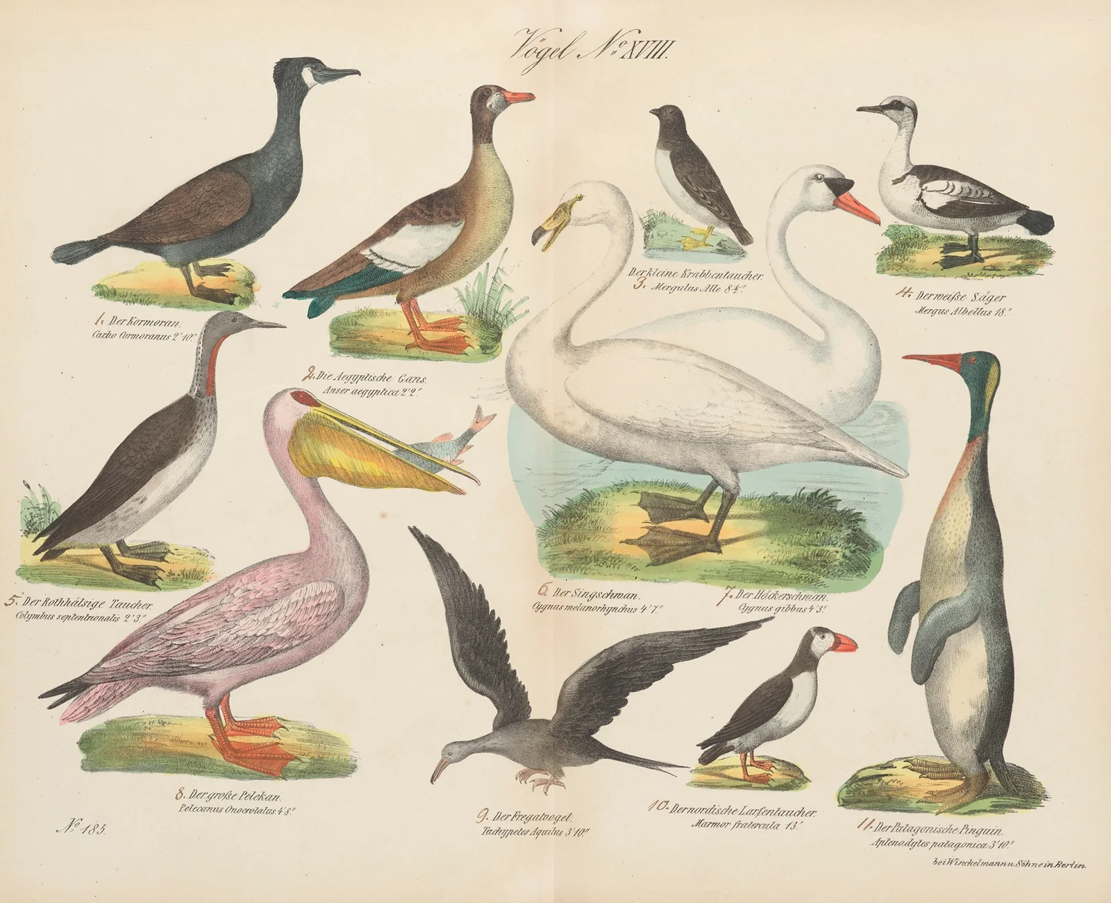 Atlas zoologiczny w 45 tablicach Pl.32 av D. E. Friedlein