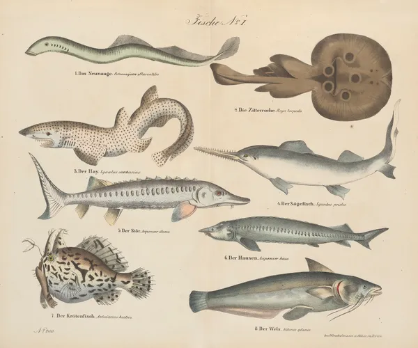 Atlas zoologiczny w 45 tablicach Pl.34 av D. E. Friedlein