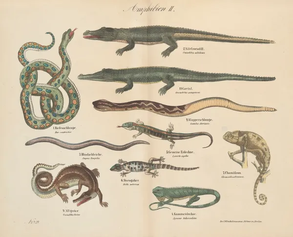 Atlas zoologiczny w 45 tablicach Pl.40 av D. E. Friedlein
