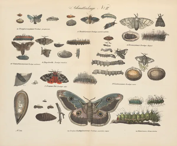 Atlas zoologiczny w 45 tablicach Pl.42 av D. E. Friedlein