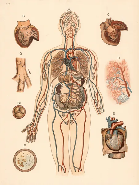 Blood circulation av F. E. Wachsmuth