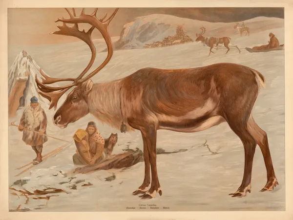 Reindeer av F. E. Wachsmuth
