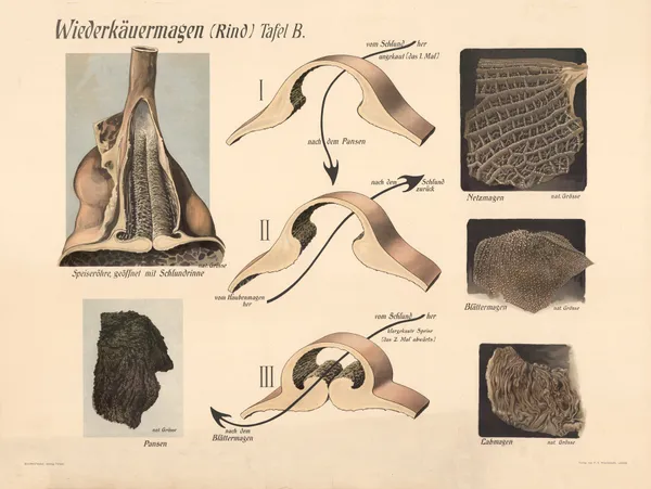 Ruminant stomach (cattle) av F. E. Wachsmuth