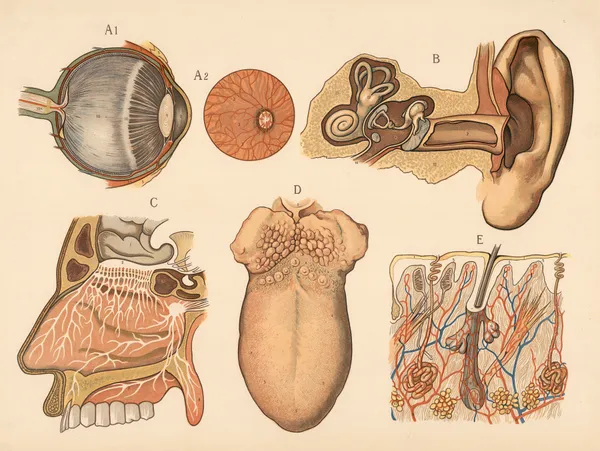 Sense organs av F. E. Wachsmuth