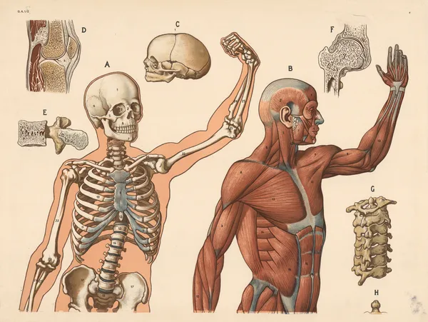 Skeleton and muscles (above the waist) av F. E. Wachsmuth