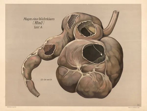 Stomach of a ruminant (cattle) av F. E. Wachsmuth
