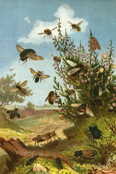 Die Insekten, Tausendfüssler und Spinnen Pl 01 av Alfred Edmund Brehm