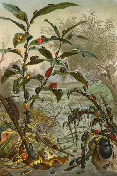 Die Insekten, Tausendfüssler und Spinnen Pl 02 av Alfred Edmund Brehm