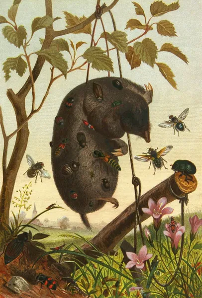 Die Insekten, Tausendfüssler und Spinnen Pl 04 av Alfred Edmund Brehm