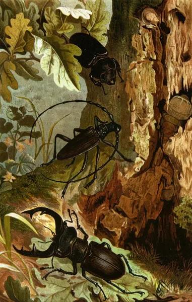 Die Insekten, Tausendfüssler und Spinnen Pl 05 av Alfred Edmund Brehm