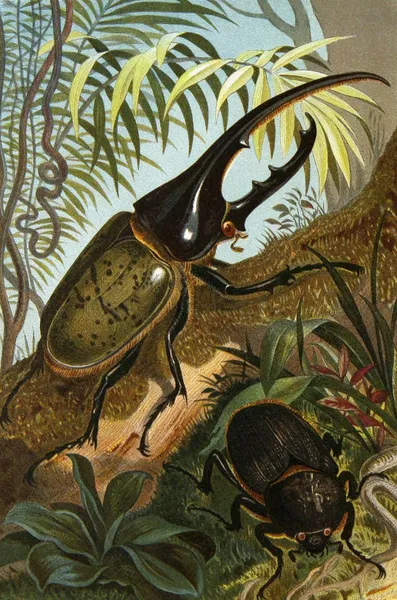 Die Insekten, Tausendfüssler und Spinnen Pl 06 av Alfred Edmund Brehm