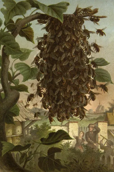Die Insekten, Tausendfüssler und Spinnen Pl 08 av Alfred Edmund Brehm