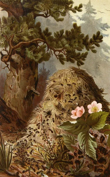 Die Insekten, Tausendfüssler und Spinnen Pl 09 av Alfred Edmund Brehm