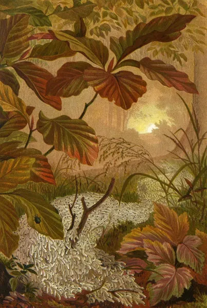 Die Insekten, Tausendfüssler und Spinnen Pl 12 av Alfred Edmund Brehm