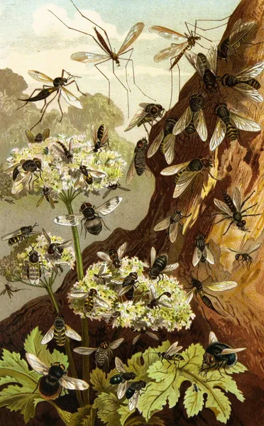 Die Insekten, Tausendfüssler und Spinnen Pl 13 av Alfred Edmund Brehm
