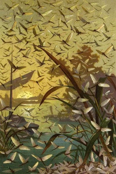 Die Insekten, Tausendfüssler und Spinnen Pl 14 av Alfred Edmund Brehm