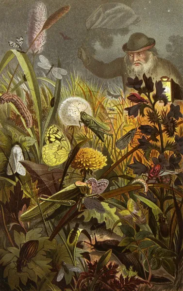 Die Insekten, Tausendfüssler und Spinnen Pl 18 av Alfred Edmund Brehm
