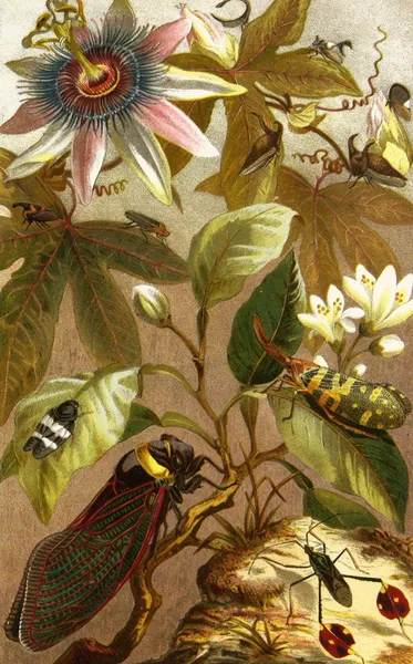 Die Insekten, Tausendfüssler und Spinnen Pl 19 av Alfred Edmund Brehm