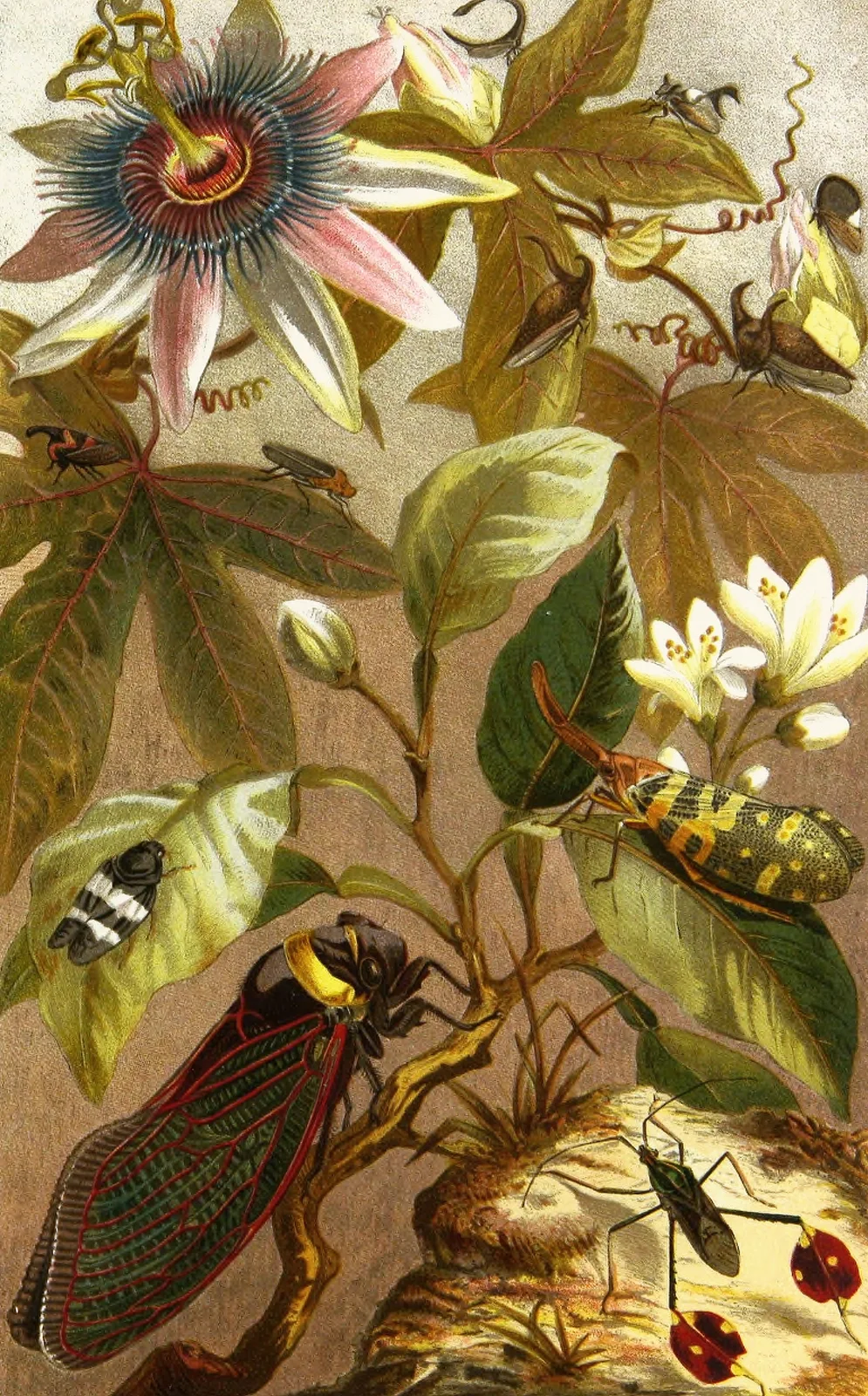 Die Insekten, Tausendfüssler und Spinnen Pl 19 av Alfred Edmund Brehm