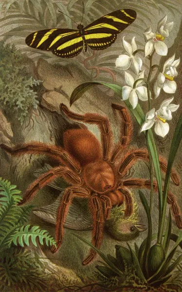 Die Insekten, Tausendfüssler und Spinnen Pl 21 av Alfred Edmund Brehm