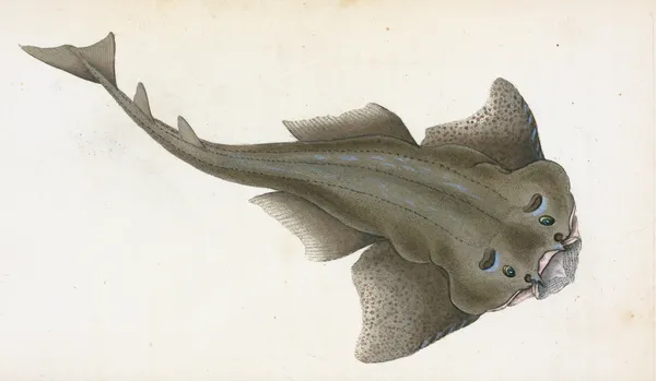Angel shark, Squalus Squatina av Edward Donovan