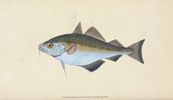 Bib, Gadus Luscus av Edward Donovan