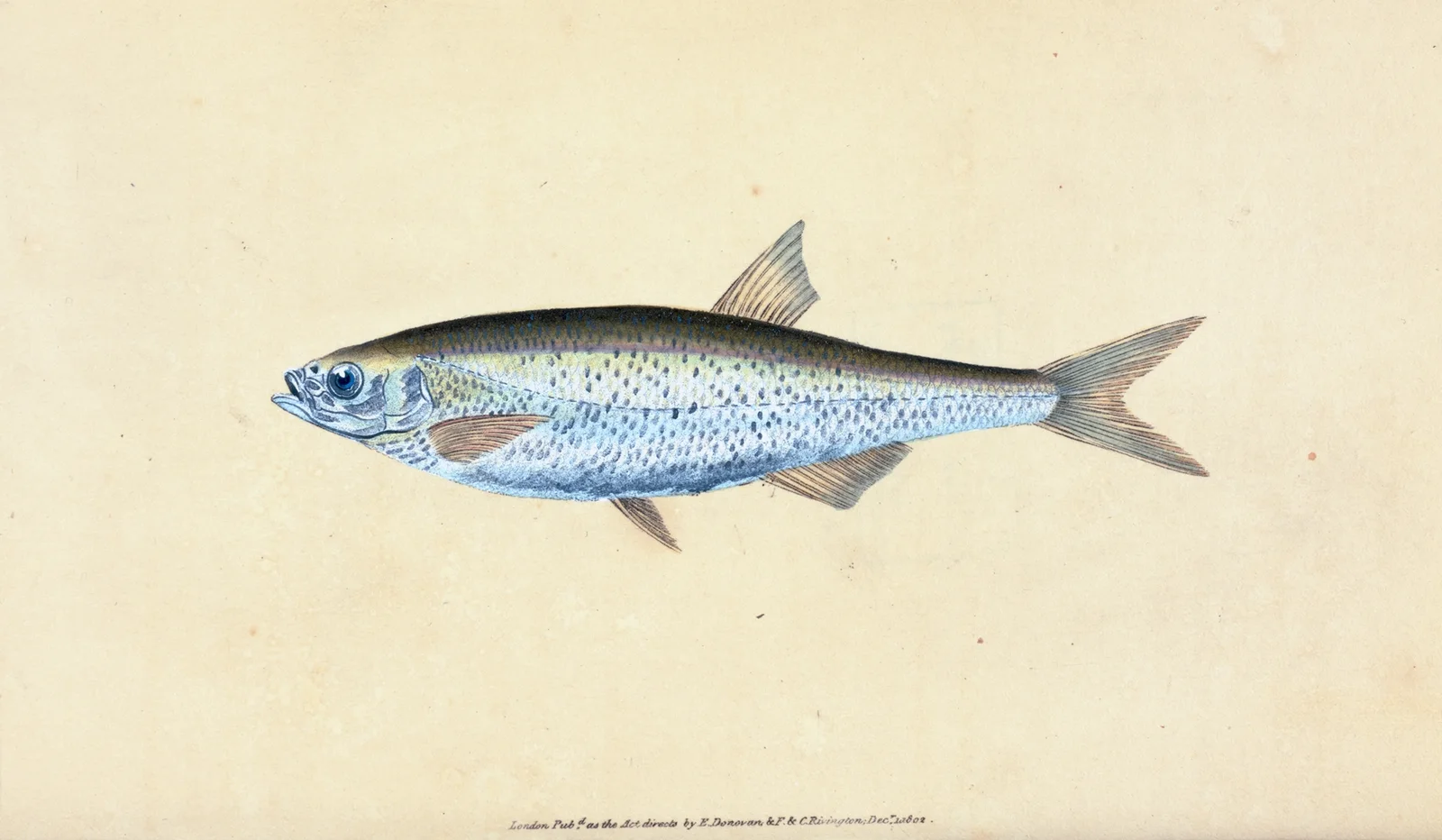 Bleak, Cyprinus Alburnus av Edward Donovan