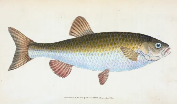 Chub, Cyprinus Jeses av Edward Donovan