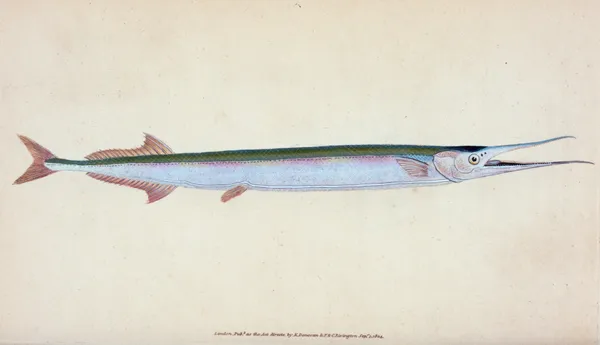 Common Gar-fish, Esox belone av Edward Donovan
