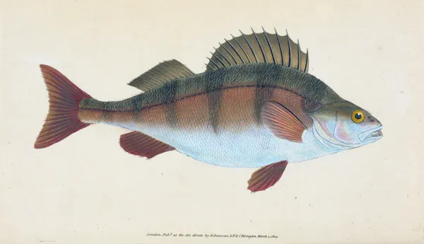 Common Perch, Perca Fluviatilis av Edward Donovan