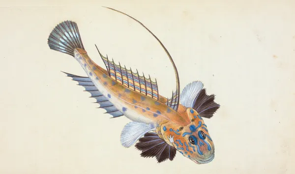 Dragonet, gemmous, Gallioyumus Lyra av Edward Donovan
