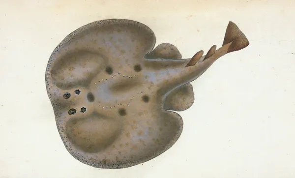 Electric Ray, Raja Torpedo av Edward Donovan