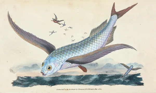 Flying-fish, Exocoetus Volitans av Edward Donovan