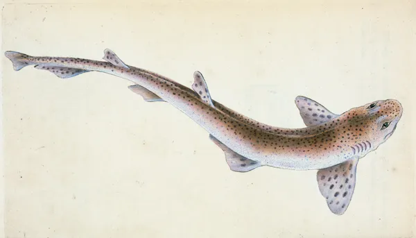 Lesser Spotted Dog-fish, Squalus Catulus av Edward Donovan