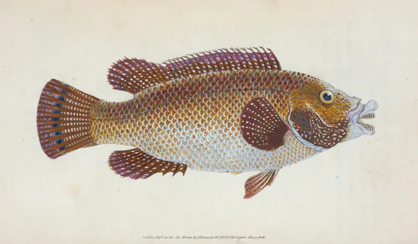 Old Wife Wrasse, Labrus Tinca av Edward Donovan