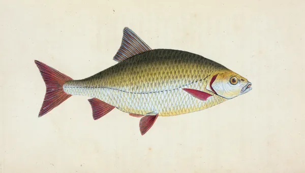 Red-eye, Cyprinus erythrophthalmus av Edward Donovan