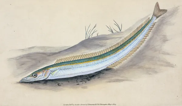 Sand Launce, Ammodytes Tobianus av Edward Donovan