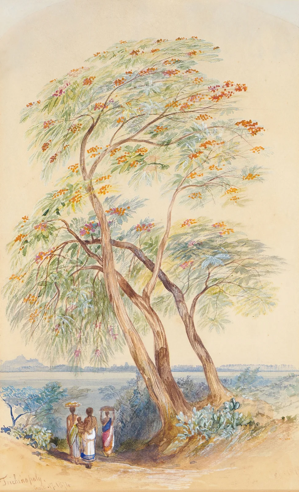 Tree Study, Trichinopoly, India av Edward Lear