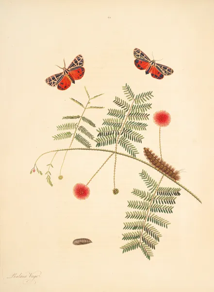 The natural history of the rarer lepidopterous insects of Georgia Pl.062 av James Edward Smith