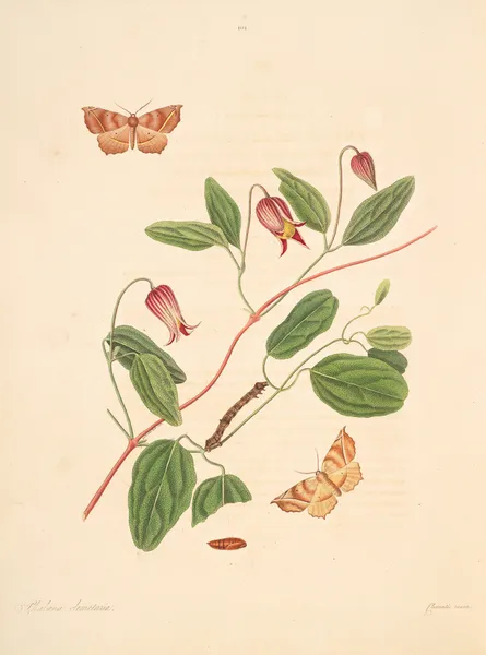 The natural history of the rarer lepidopterous insects of Georgia Pl.101 av James Edward Smith