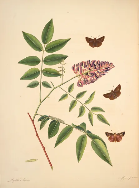 The natural history of the rarer lepidopterous insects of Georgia Pl.023 av James Edward Smith