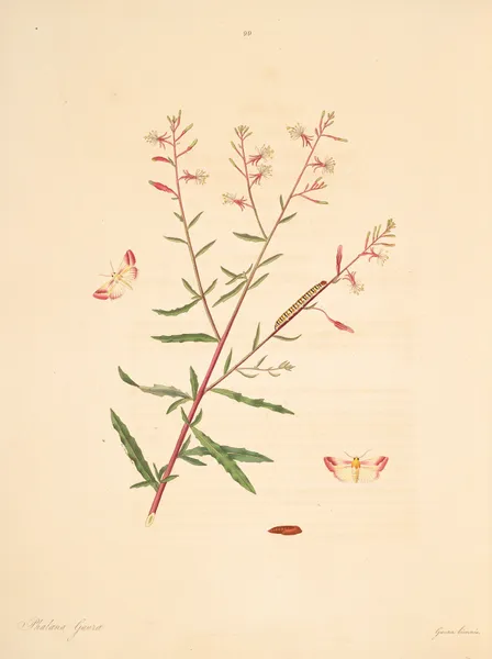 The natural history of the rarer lepidopterous insects of Georgia Pl.099 av James Edward Smith