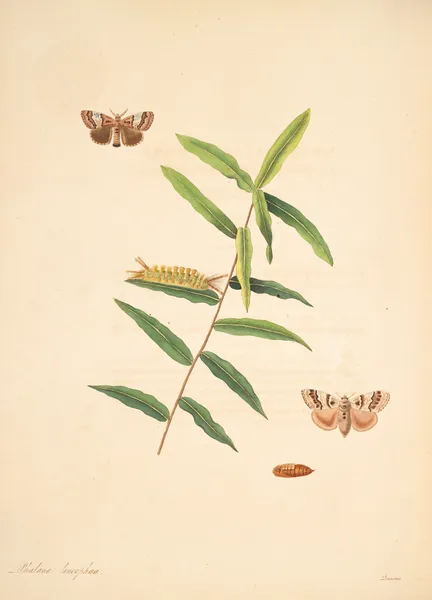 The natural history of the rarer lepidopterous insects of Georgia Pl.078 av James Edward Smith