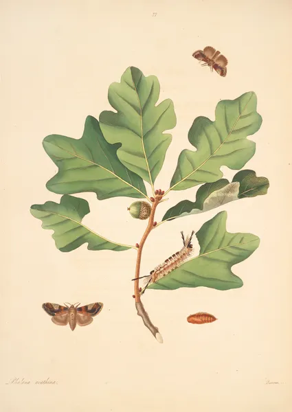 The natural history of the rarer lepidopterous insects of Georgia Pl.077 av James Edward Smith