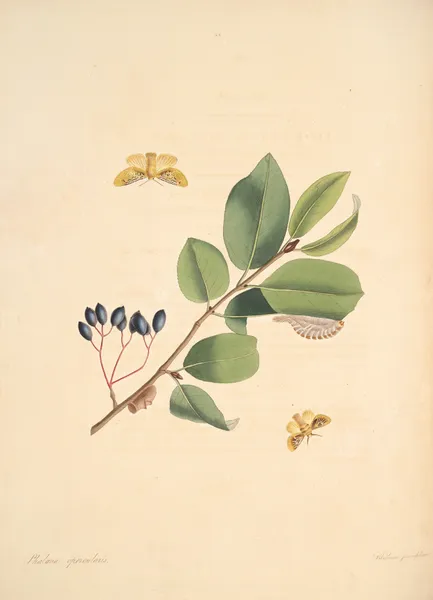 The natural history of the rarer lepidopterous insects of Georgia Pl.053 av James Edward Smith