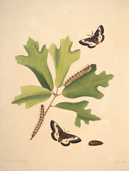 The natural history of the rarer lepidopterous insects of Georgia Pl.050 av James Edward Smith