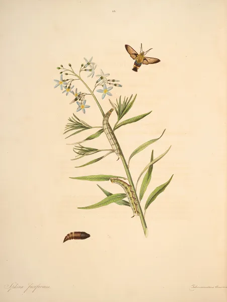 The natural history of the rarer lepidopterous insects of Georgia Pl.043 av James Edward Smith