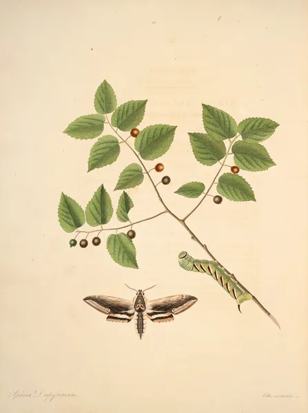The natural history of the rarer lepidopterous insects of Georgia Pl.036 av James Edward Smith