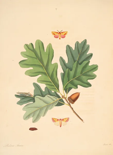 The natural history of the rarer lepidopterous insects of Georgia Pl.087 av James Edward Smith