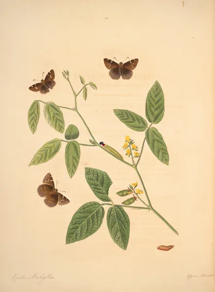 The natural history of the rarer lepidopterous insects of Georgia Pl.022 av James Edward Smith